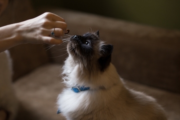 Clicker Training For Cats To Stop Bad Behavior