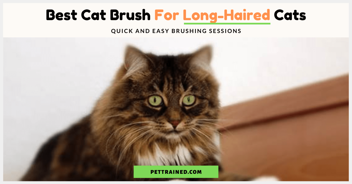 Best Cat Brush For Long Haired Cats - Pet Trained