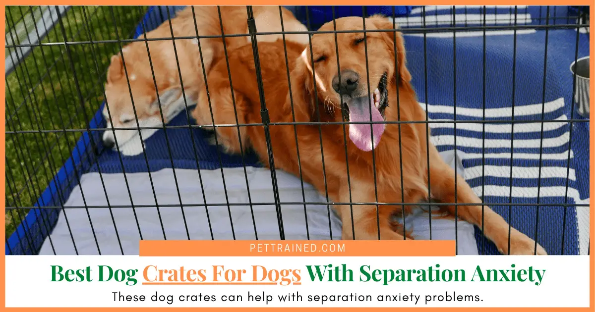 Best Dog Crates For Dog With Separation Anxiety Pet Trained