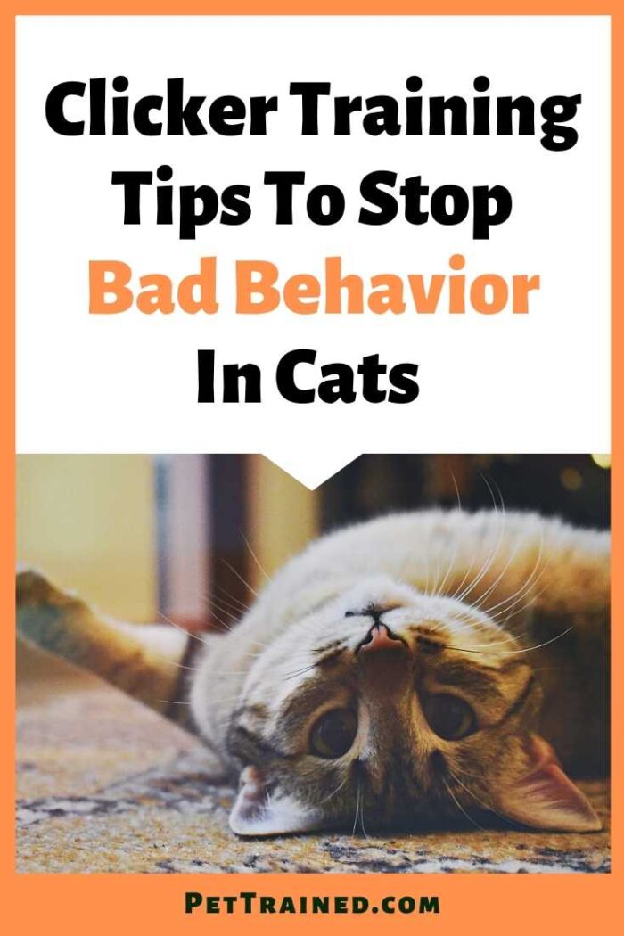 Picture of Tips For Clicker Training For Cats To Stop Bad Behavior - Pet Trained