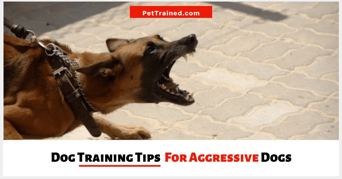 tips for aggressive dogs