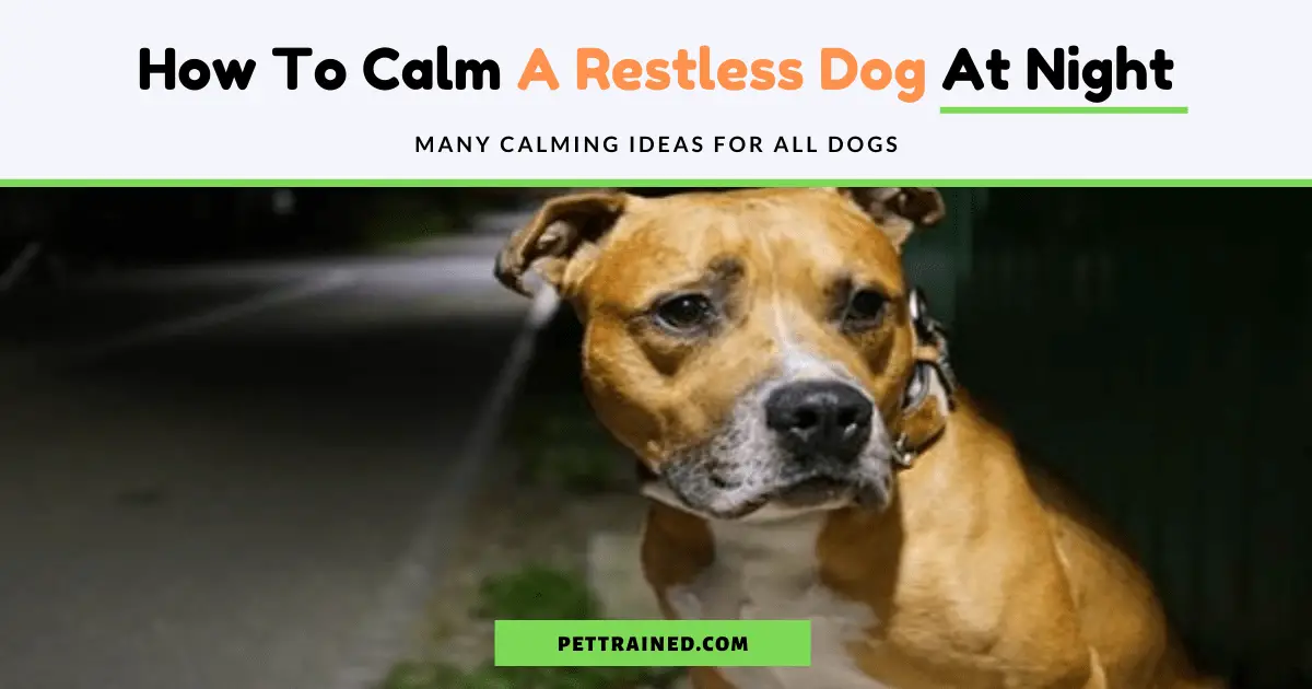 How To Calm A Restless Dog At Night - Pet Trained