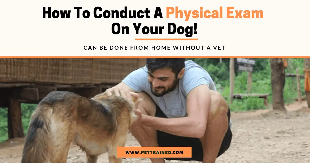 how-to-do-a-physical-exam-on-a-dog-pet-trained