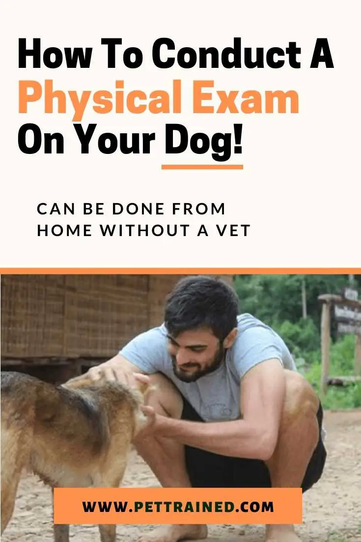 How To Do A Physical Exam On A Dog Anywhere