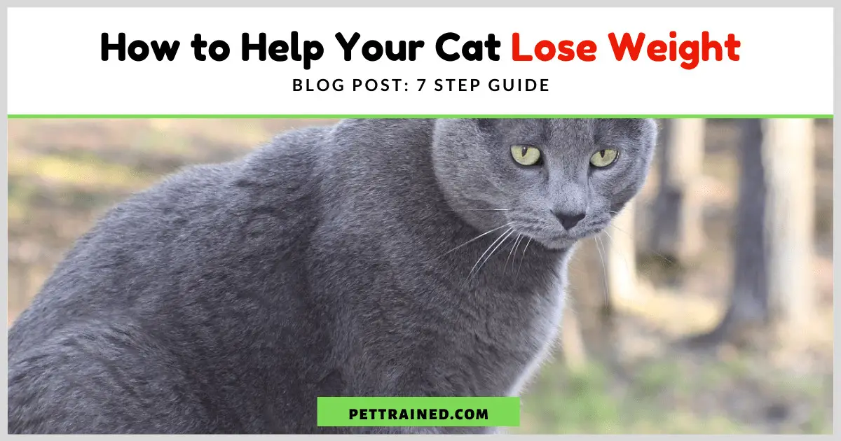 7 Step Guide On How to Help Your Cat Lose Weight Pet Trained