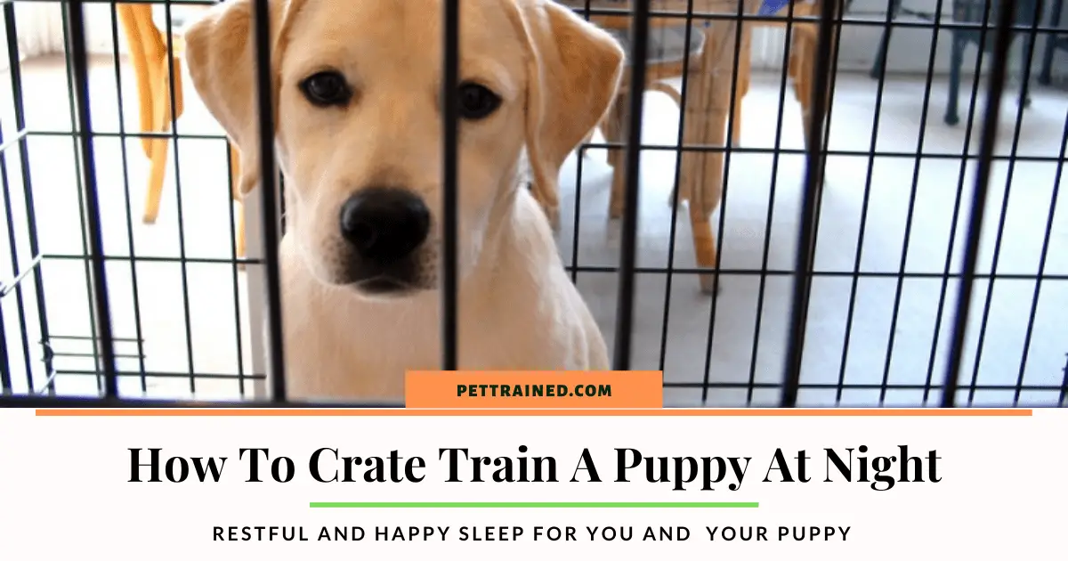 Dog Training Basics Crate Training A Puppy At Night Pet
