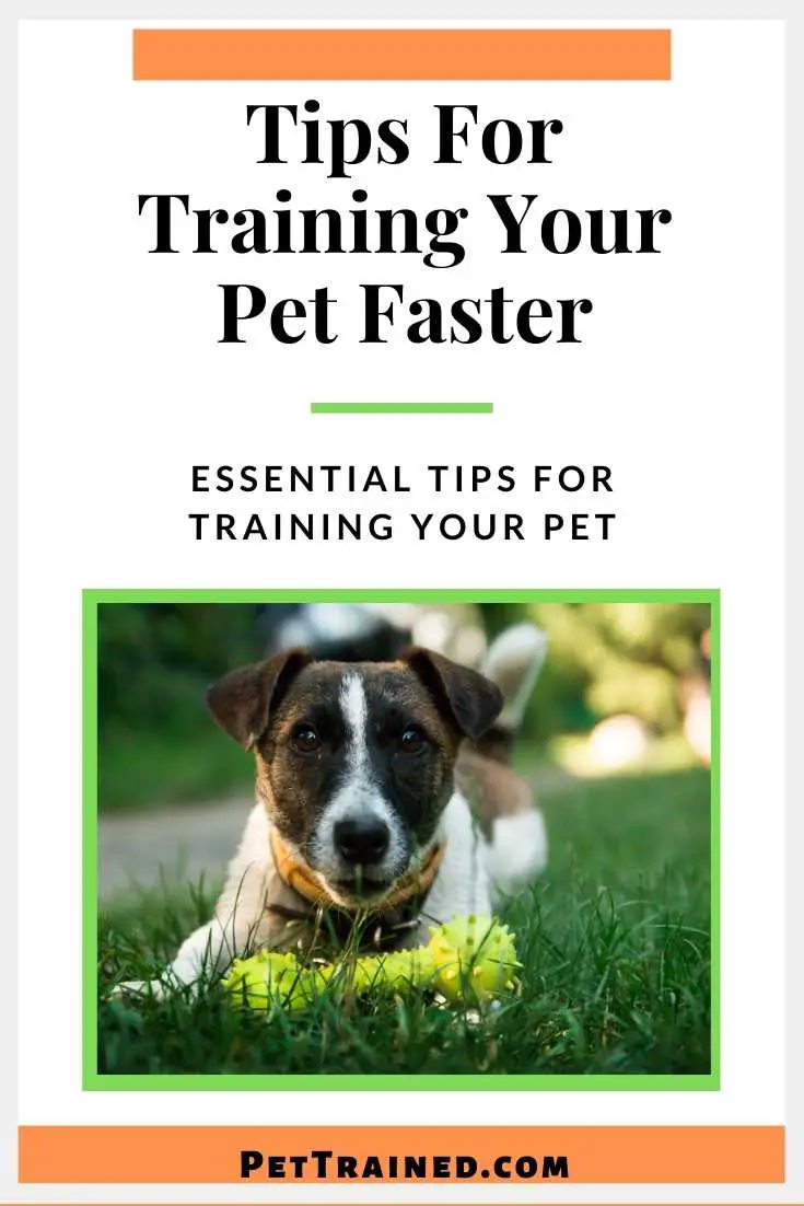 How to train a pet faster