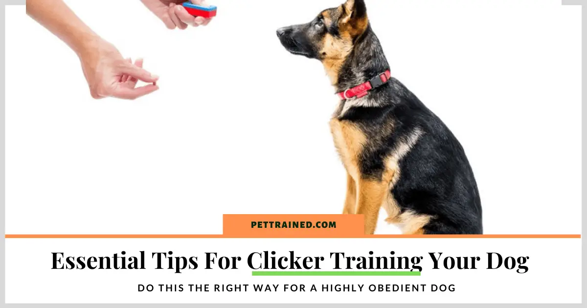how to make a homemade dog clicker