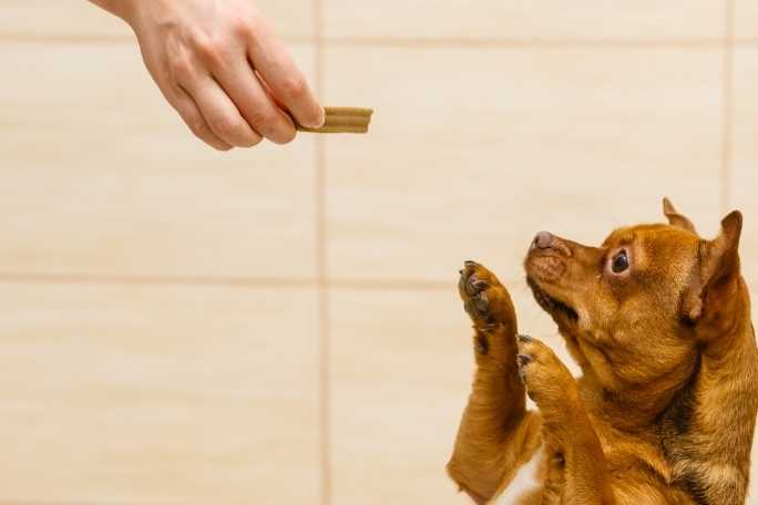 Tips on teaching tricks for pet owners