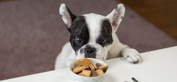 Which Type of Dog Food Is Best?