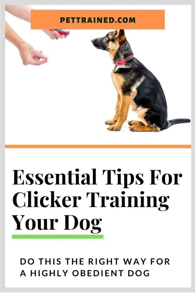 clicker training for dogs