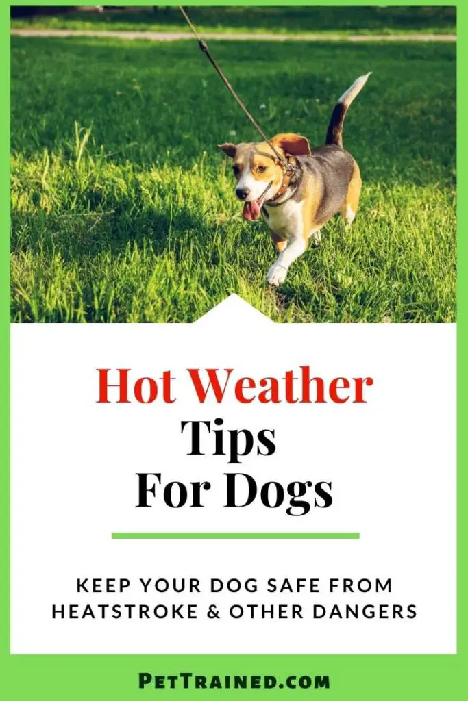 Hot weather tips for dogs and puppies