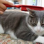 How To Groom A Cat With Matted Hair