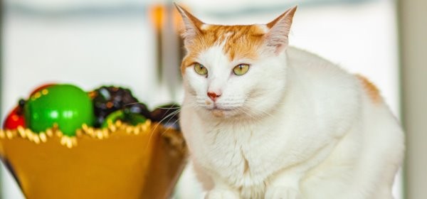 How to Help Your Cat Lose Weight Quickly