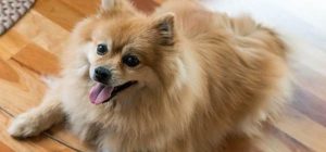 How to take care of a Pomeranian