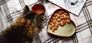 best quality affordable dry cat food