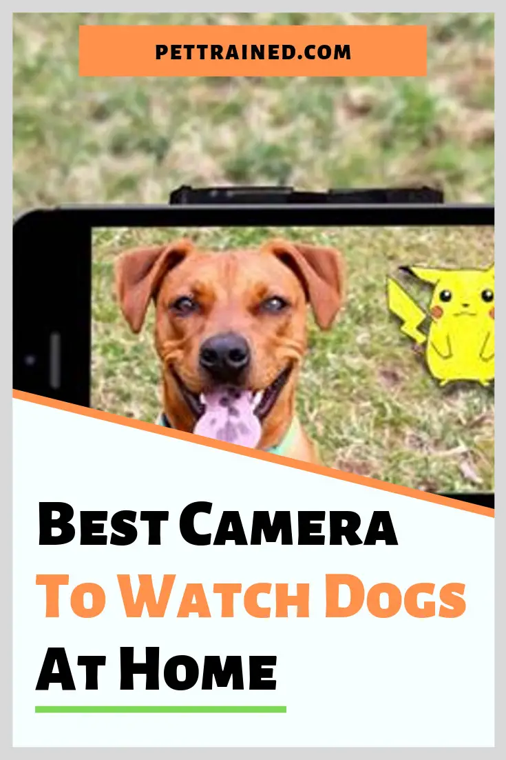 Best Camera To Watch Dogs At Home