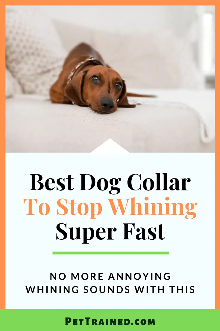 Best Dog Collar To Stop Whining Pet Trained