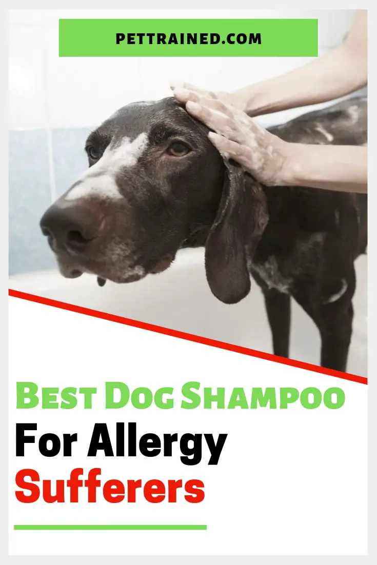 Best Dog Shampoo For Allergy Sufferers