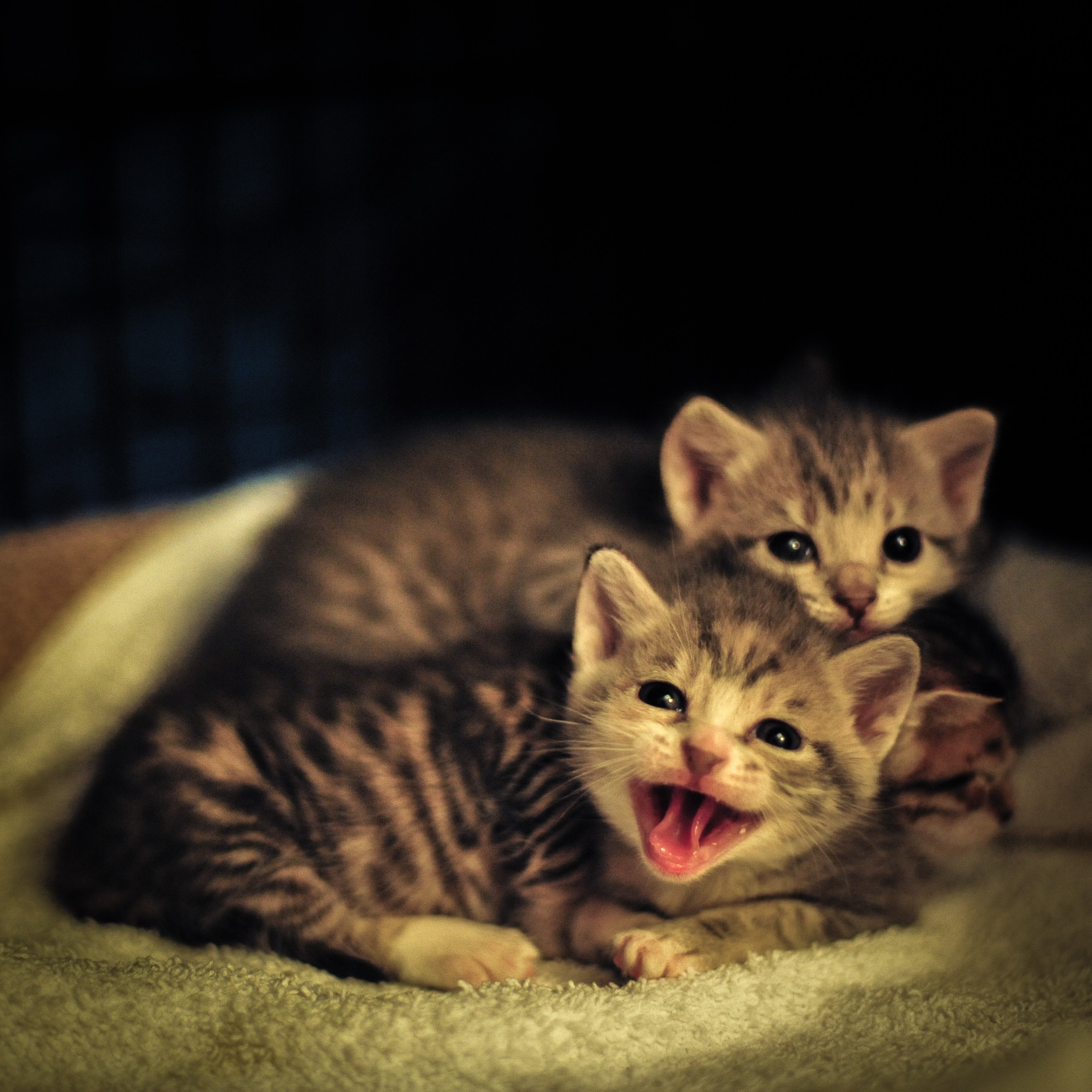 Ferocious looking kittens