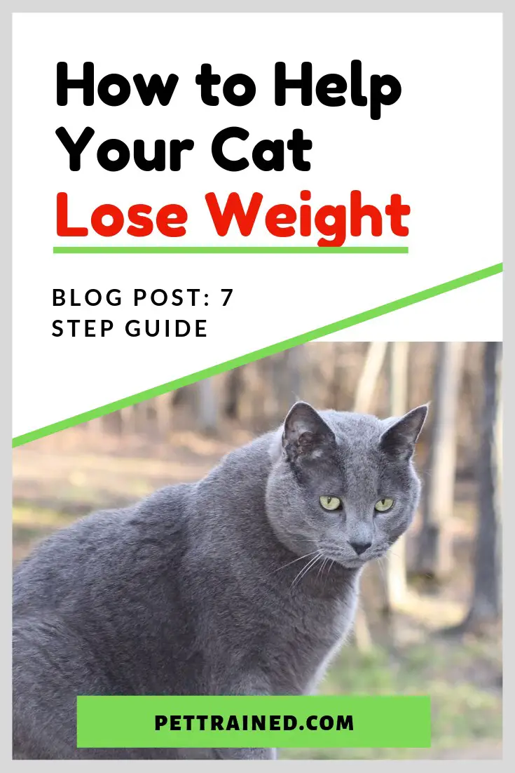how to help cat lose weight