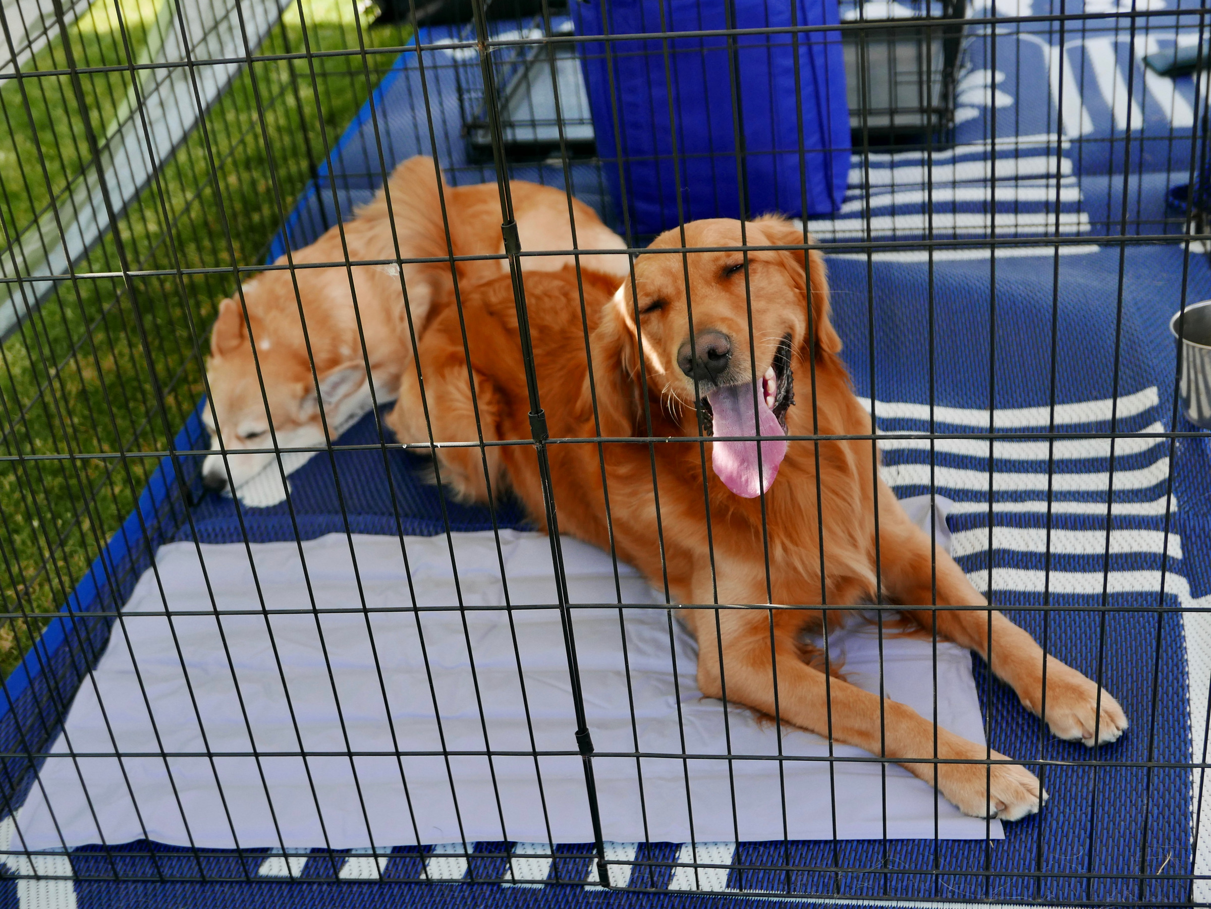 Best Dog Crates For Dog With Separation Anxiety
