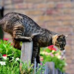 7 Secrets To Keep Cats Out Of The Garden