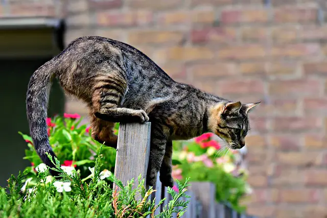 Secrets to keep cats out of the garden