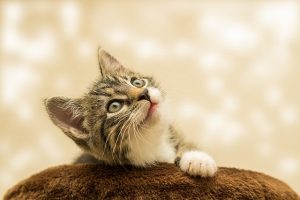 8 tips on feeding a kitten