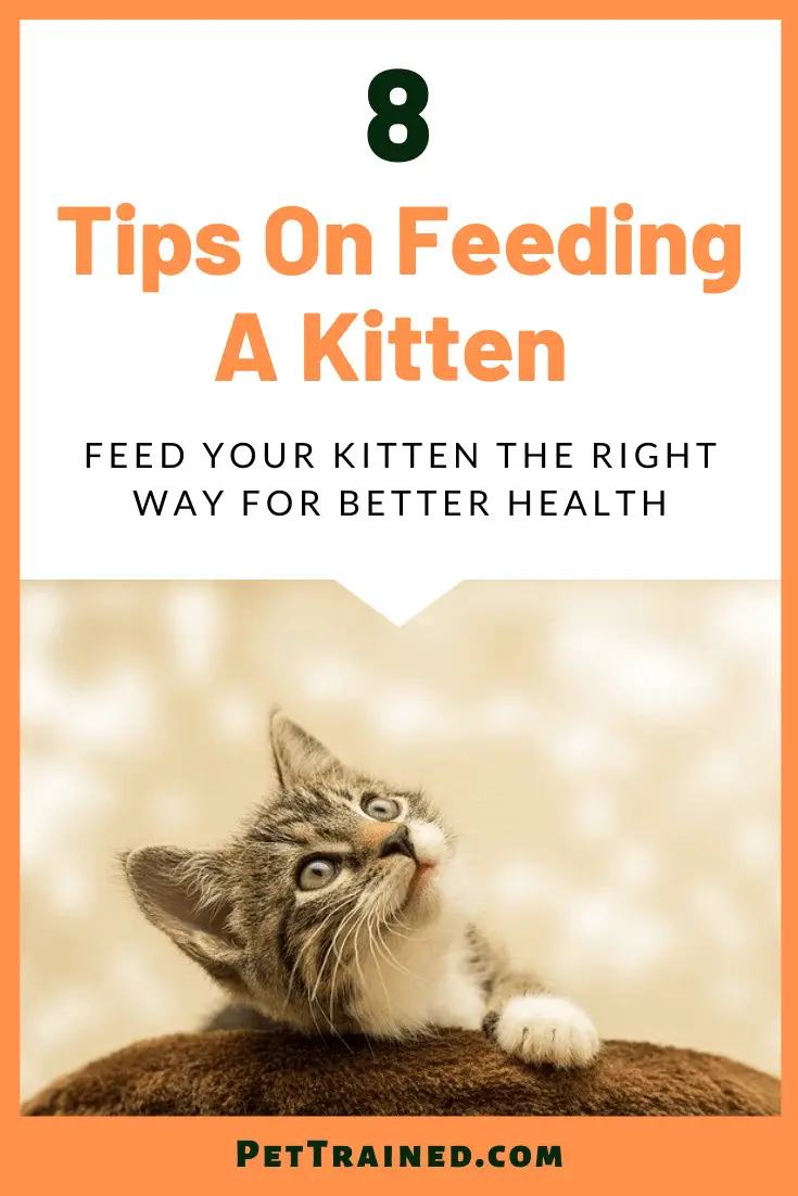 8 Tips on Feeding A Kitten For Great Health