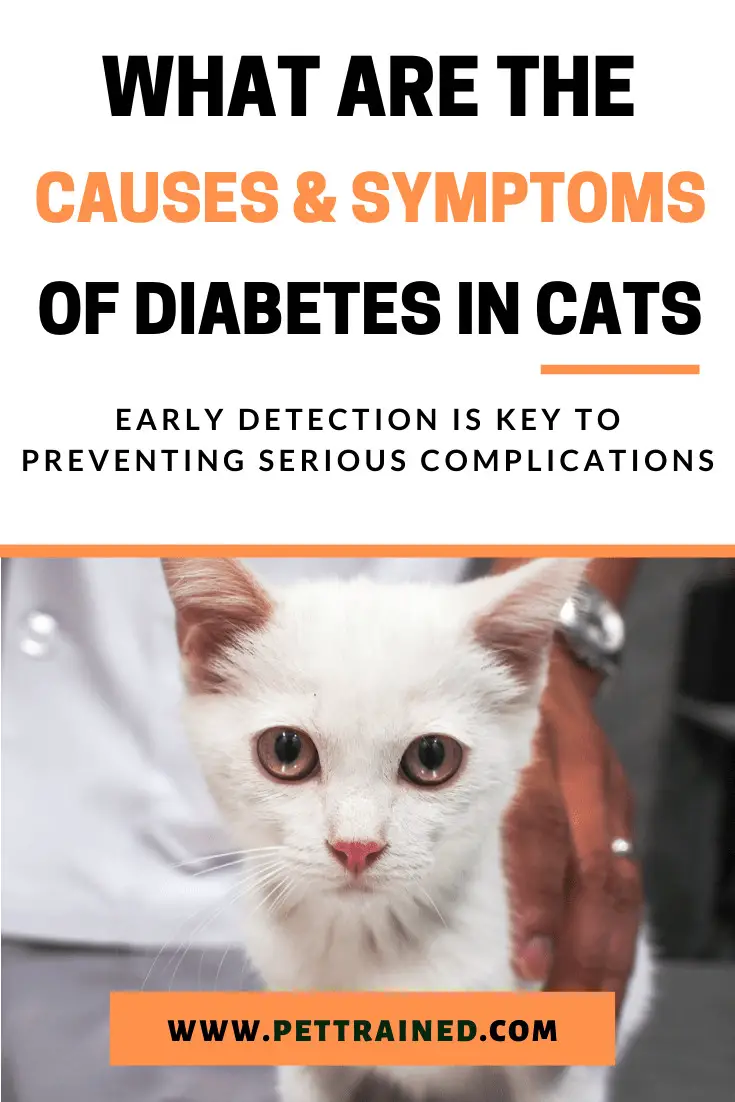 Causes Of Cat Diabetes