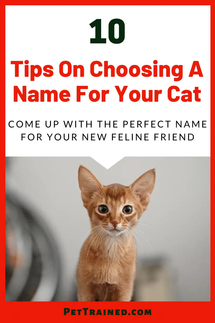 Choosing a cat name