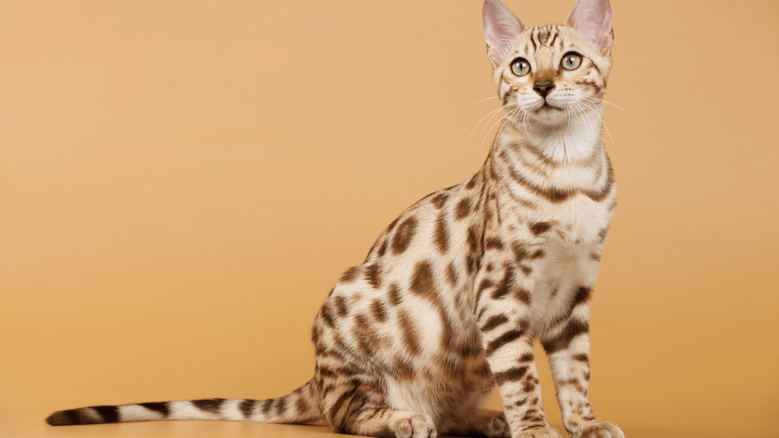 Do Bengal Cats cause Allergies