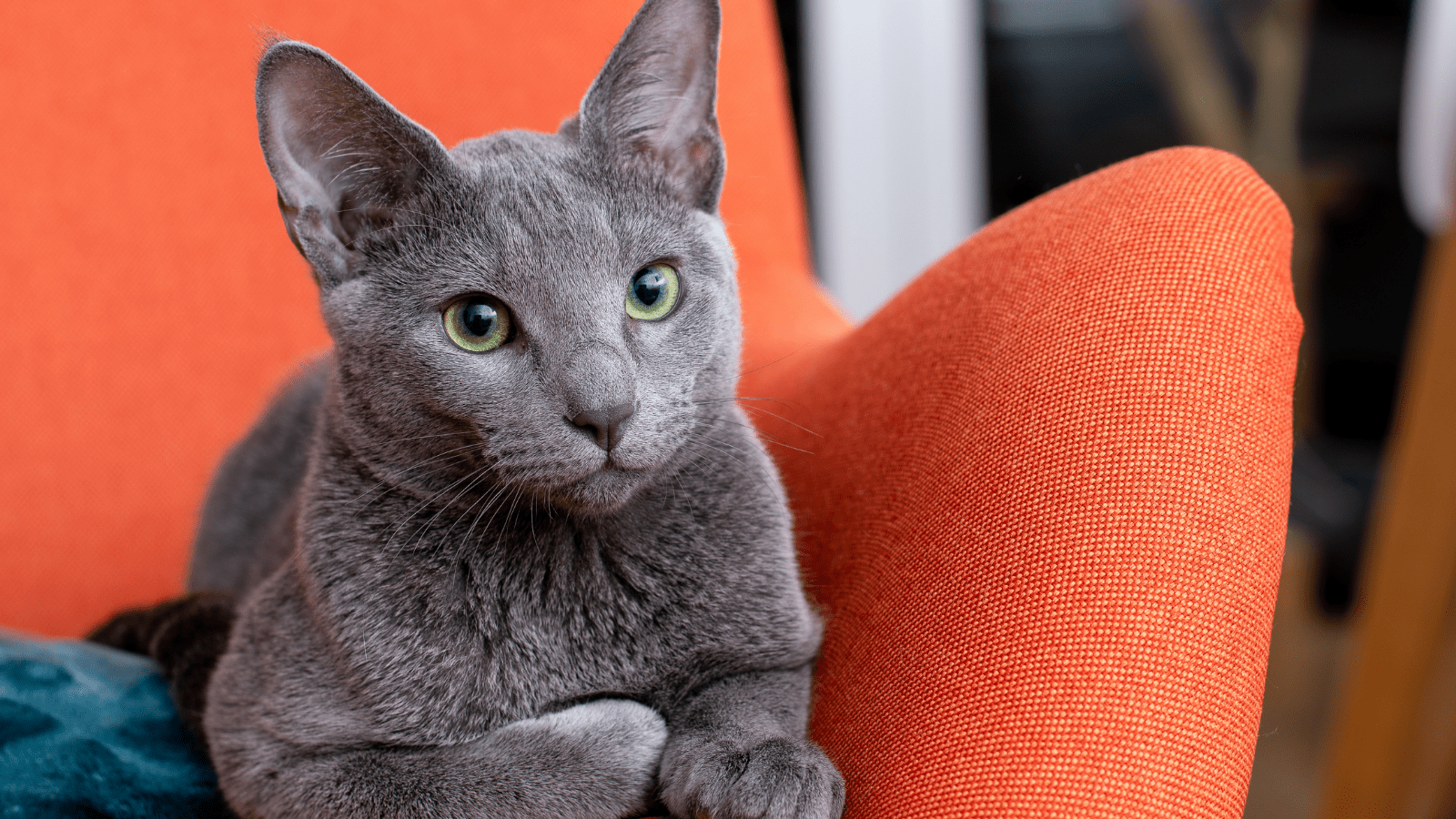 Top 10 Cat Breeds With Minimal Shedding - Pet Trained