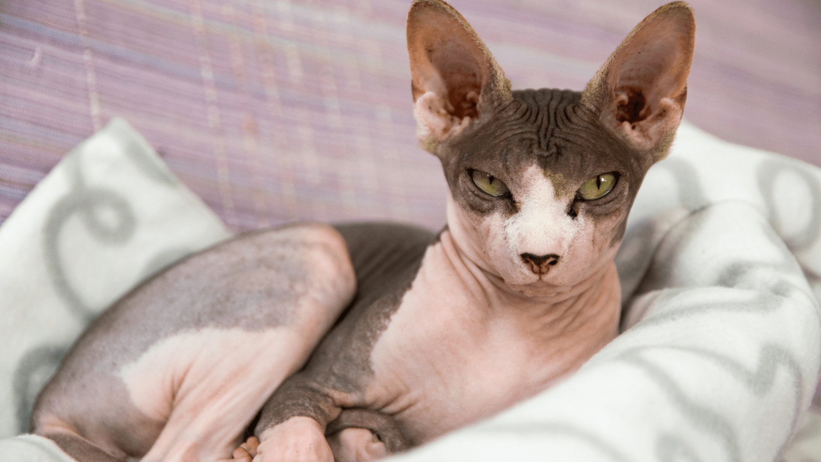 Do Sphynx Cats Shed less