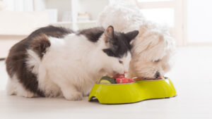 Holiday Foods That Are Dangerous For Pets like dogs and cats