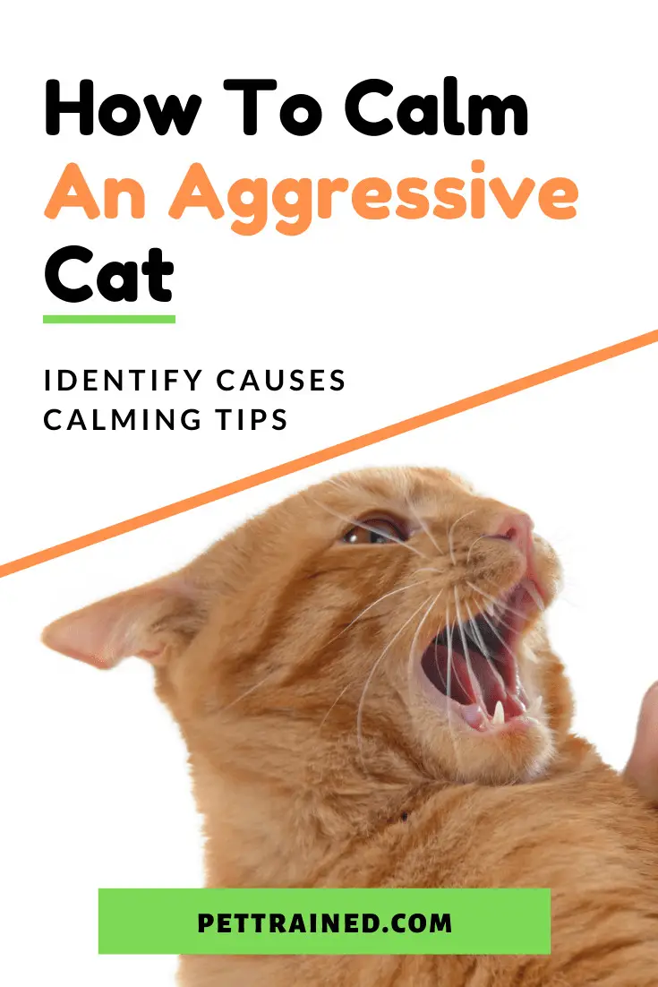 How To Calm An Aggressive Cat: Stop Cat Aggression Quickly - Pet Trained