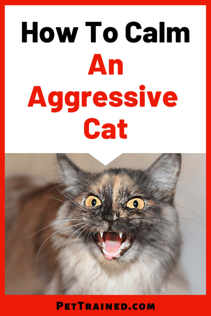 How To Calm An Aggressive Cat Stop Cat Aggression Quickly Pet Trained