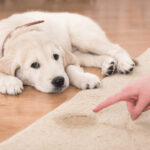 How To Potty Train A Puppy In An Apartment Fast
