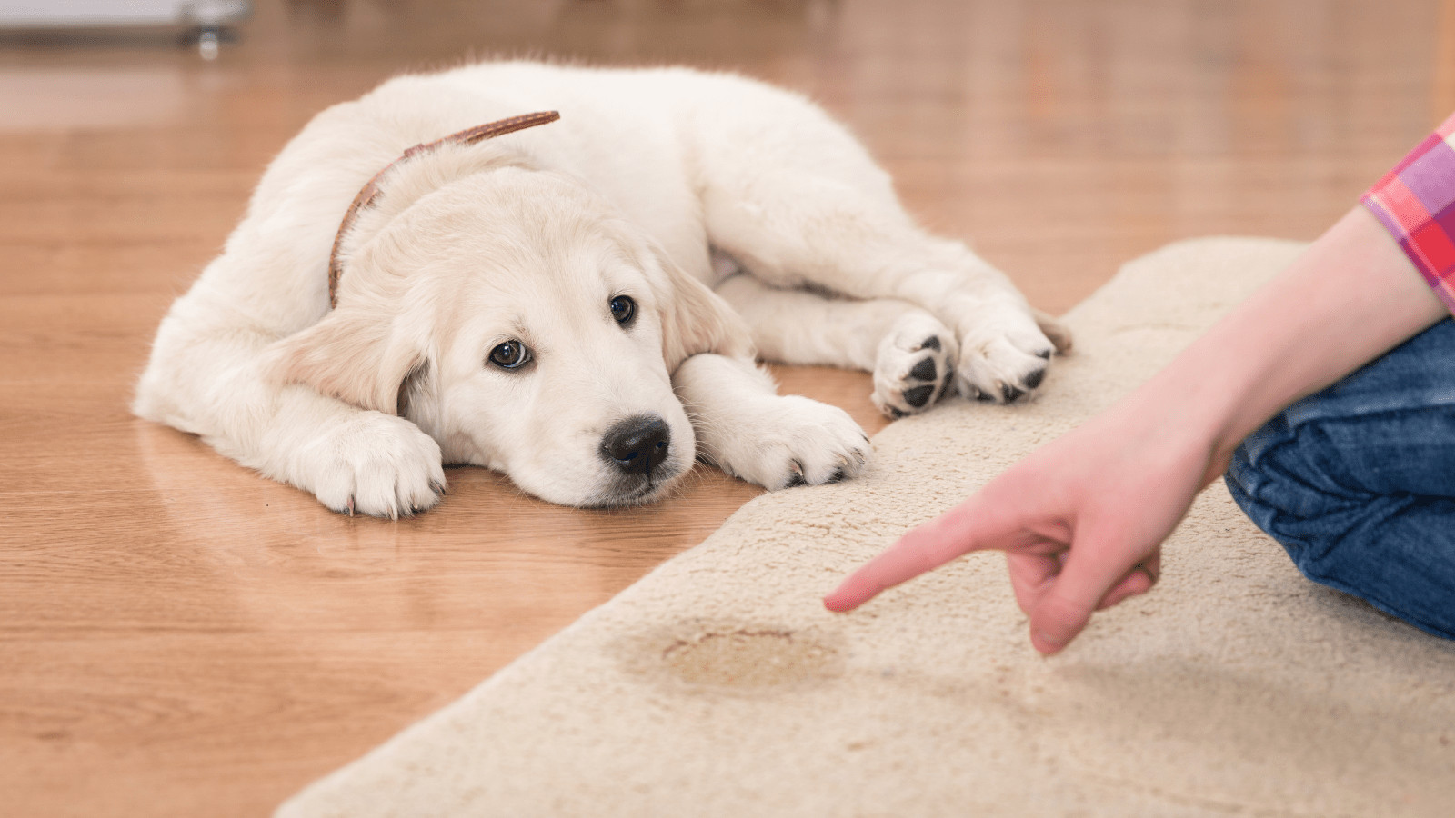 How To Potty Train A Puppy In An Apartment Fast Pet Trained