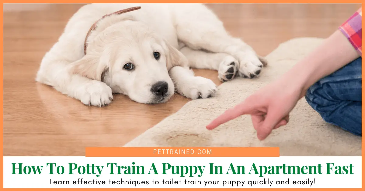 How To Potty Train A Puppy In An Apartment Fast Pet Trained