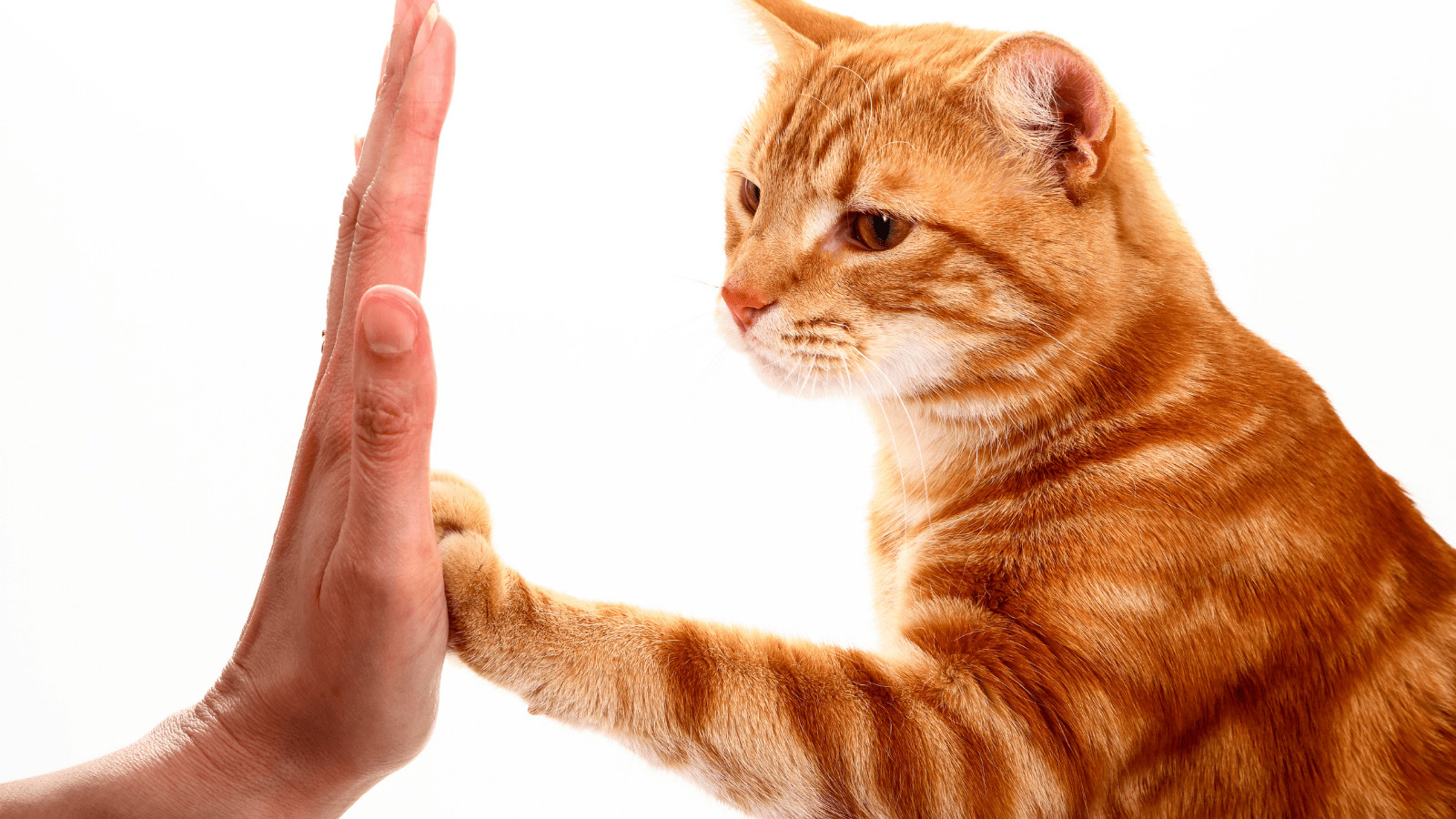 How To Train A Cat To Do Tricks