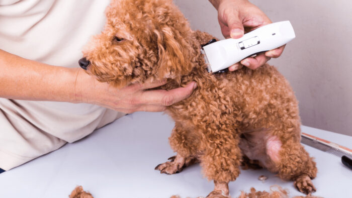 How to Groom A Dog At Home With Clippers - Pet Trained