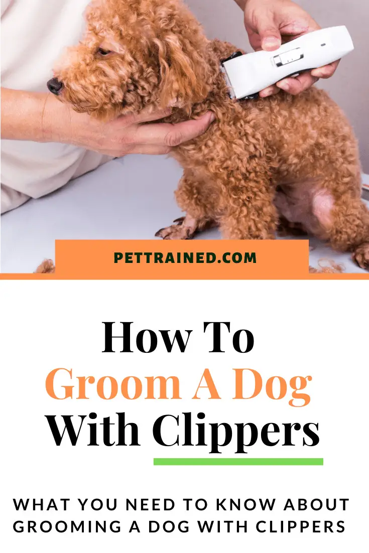 How to Groom My Dog At Home With Clippers