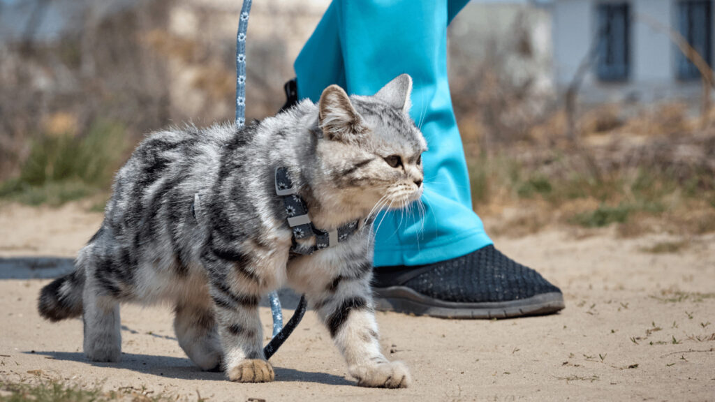 How to Train Your Cat to Walk on a Leash