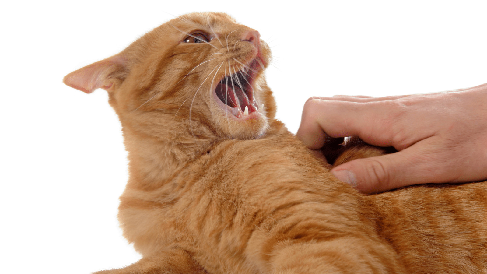 How to calm an aggressive cat