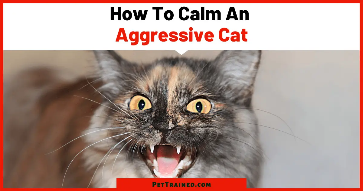 How To Calm An Aggressive Cat: Stop Cat Aggression Quickly - Pet Trained