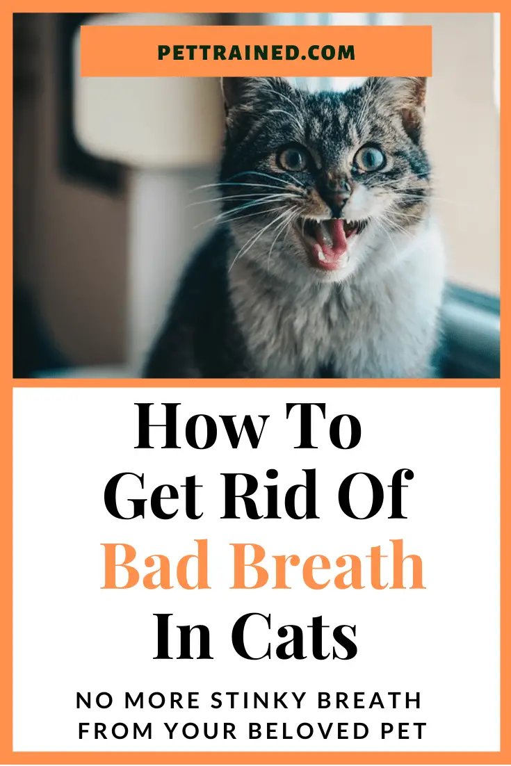 How to get rid of bad breath in cats