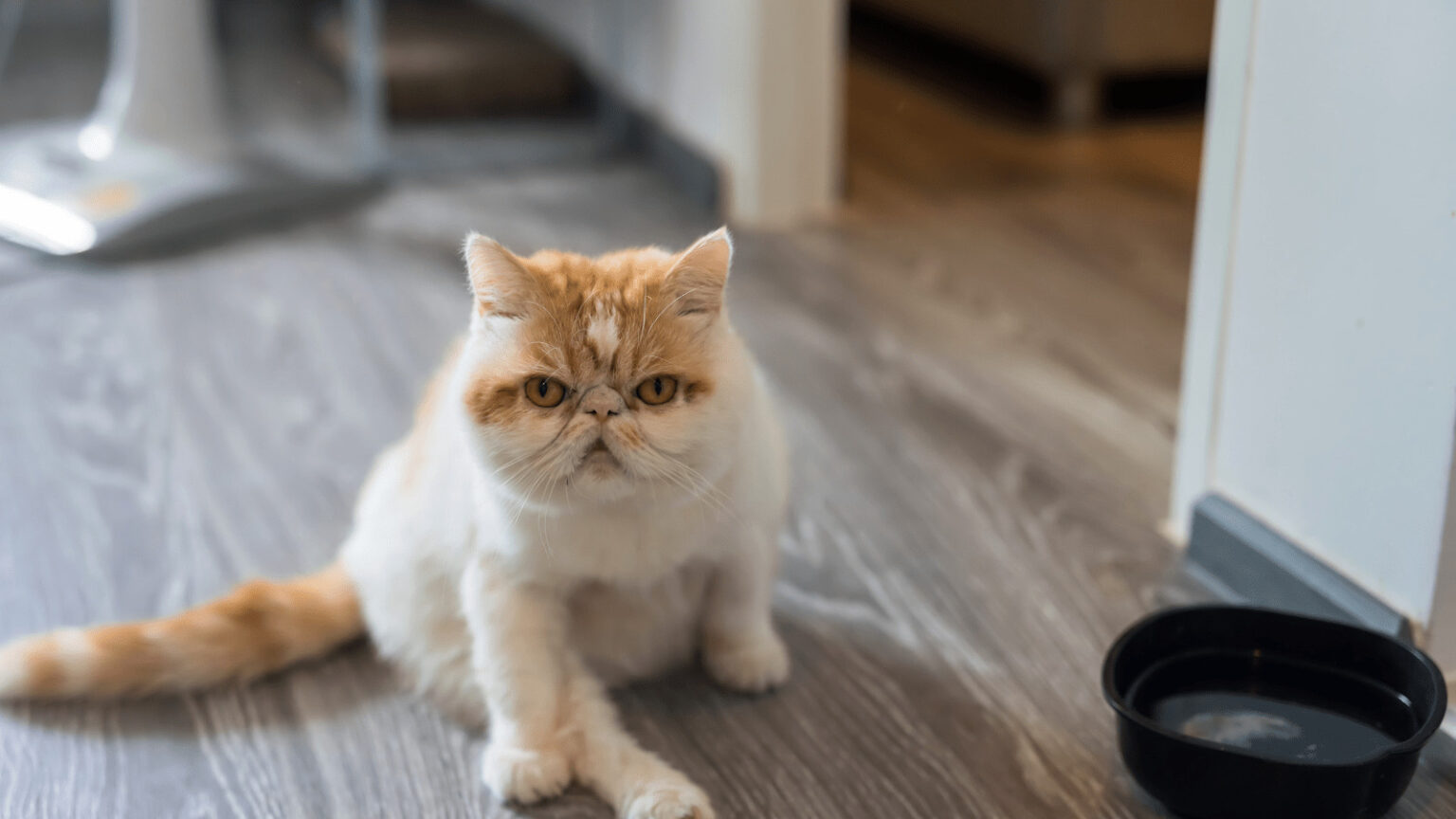 Photo inspiration: Visual Reference: How To Calm An Aggressive Cat Stop Cat Aggression Quickly