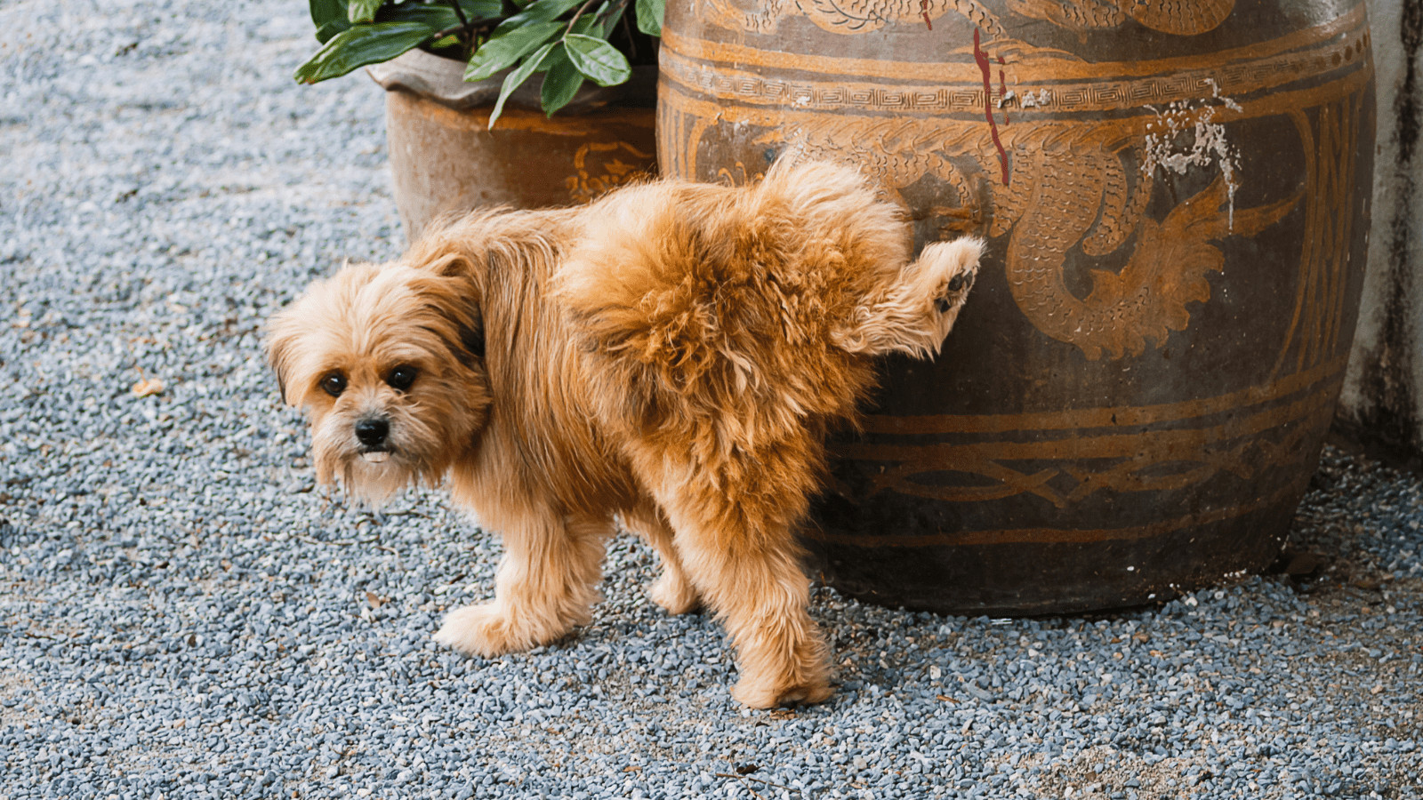 How to get rid of dog urine smell in the house